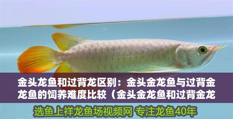金頭龍魚和過背龍區別：金頭金龍魚與過背金龍魚的飼養難度比較（金頭金龍魚和過背金龍魚有什么區別？）