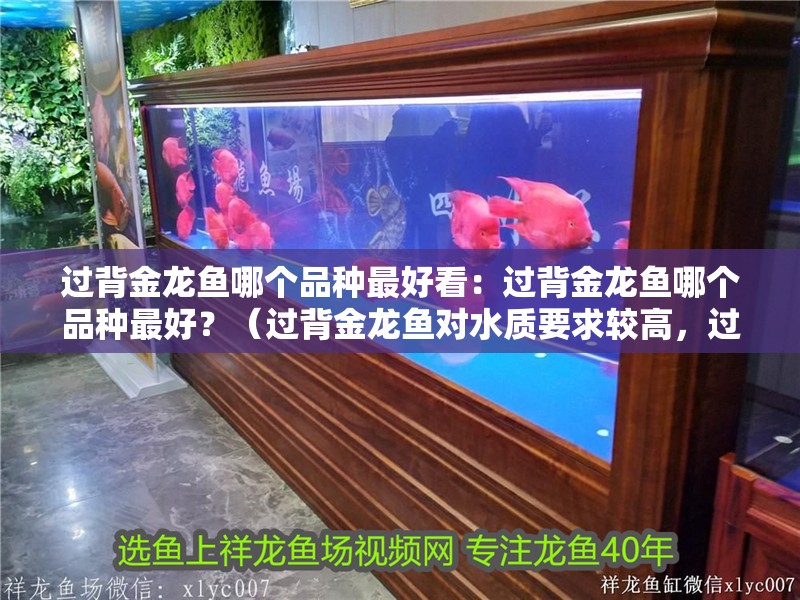 過背金龍魚哪個品種最好看：過背金龍魚哪個品種最好？（過背金龍魚對水質要求較高，過背金龍魚的品種選擇）