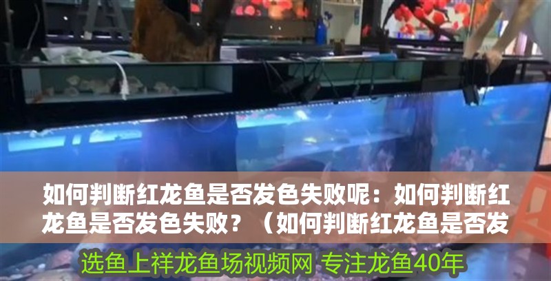 如何判斷紅龍魚是否發色失敗呢：如何判斷紅龍魚是否發色失敗？（如何判斷紅龍魚是否發色失敗）