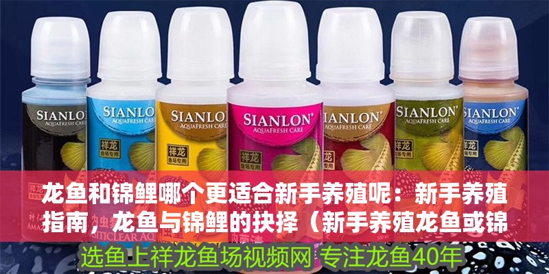 龍魚和錦鯉哪個更適合新手養(yǎng)殖呢：新手養(yǎng)殖指南，龍魚與錦鯉的抉擇（新手養(yǎng)殖龍魚或錦鯉和錦鯉的飼養(yǎng)指南和定期監(jiān)測水質(zhì)）
