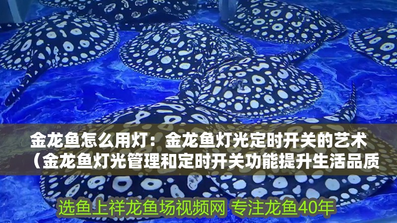 金龍魚怎么用燈：金龍魚燈光定時開關的藝術（金龍魚燈光管理和定時開關功能提升生活品質的重要性）