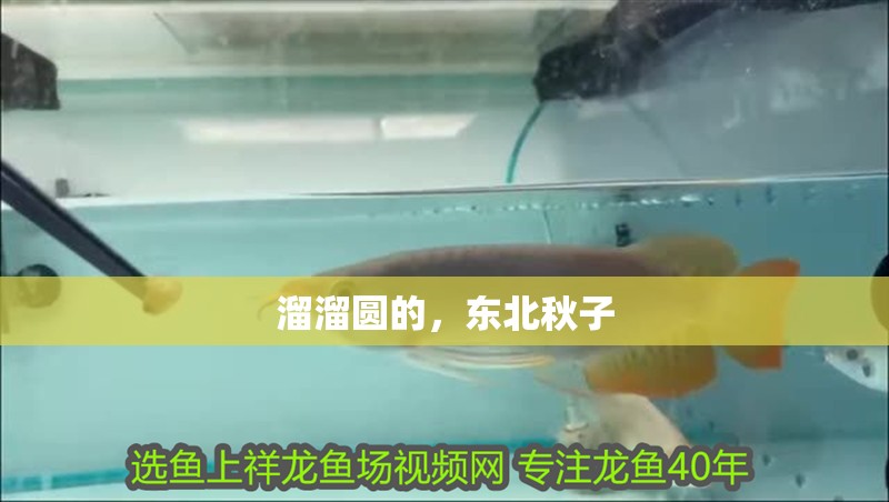虎魚天天黑來點赤瞳黃金 溜溜圓的,東北秋子 龍魚論壇 溜溜圓的,東北秋子 溜溜圓的,東北秋子 龍魚論壇