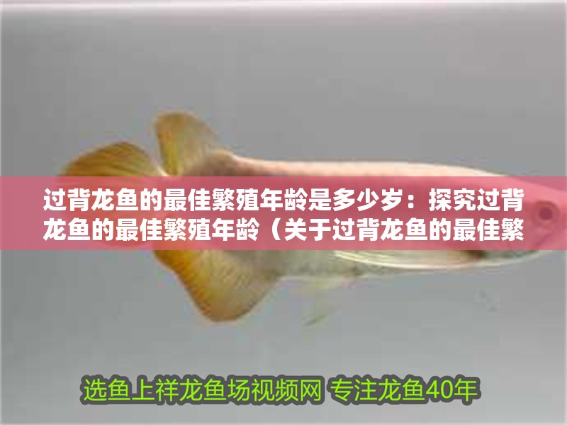 過背龍魚的最佳繁殖年齡是多少歲：探究過背龍魚的最佳繁殖年齡（關于過背龍魚的最佳繁殖年齡）