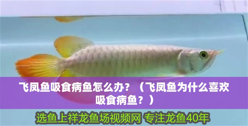 飛鳳魚吸食病魚怎么辦？（飛鳳魚為什么喜歡吸食病魚？）