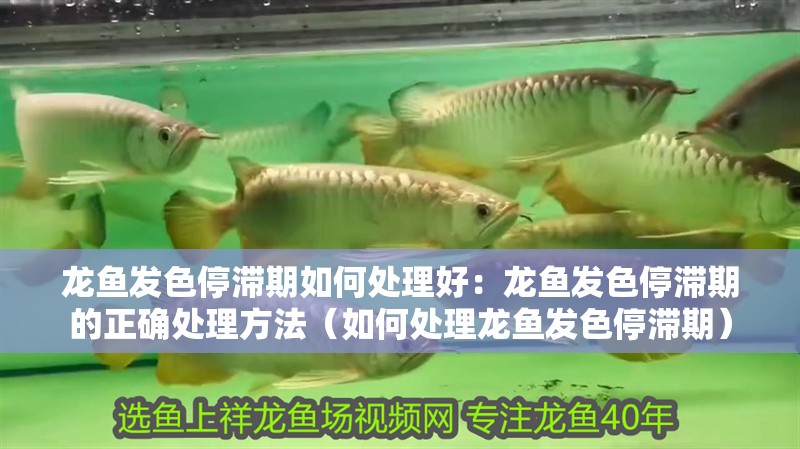 龍魚發(fā)色停滯期如何處理好：龍魚發(fā)色停滯期的正確處理方法（如何處理龍魚發(fā)色停滯期）
