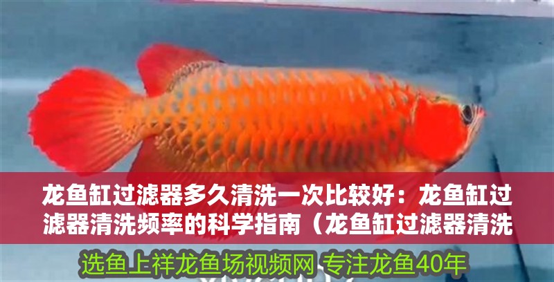 龍魚缸過濾器多久清洗一次比較好：龍魚缸過濾器清洗頻率的科學(xué)指南（龍魚缸過濾器清洗頻率）