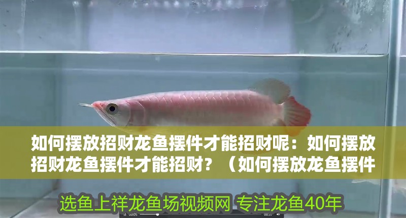 如何擺放招財龍魚擺件才能招財呢：如何擺放招財龍魚擺件才能招財？（如何擺放龍魚擺件才能招財）