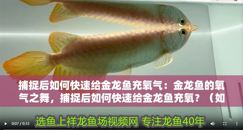 捕捉后如何快速給金龍魚充氧氣：金龍魚的氧氣之舞，捕捉后如何快速給金龍魚充氧？（如何為金龍魚充氧）