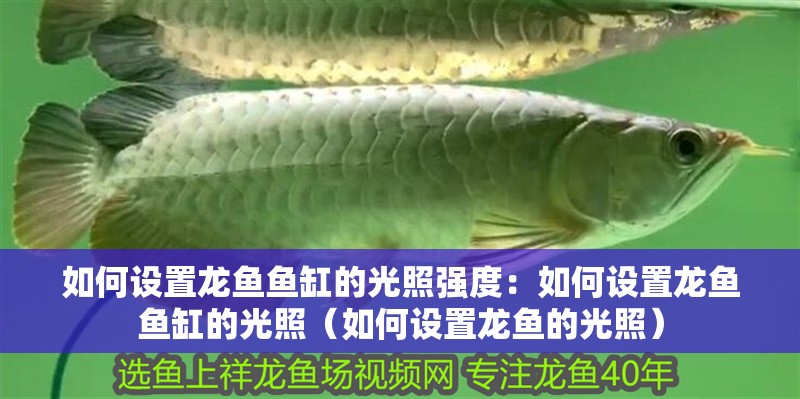 如何設置龍魚魚缸的光照強度：如何設置龍魚魚缸的光照（如何設置龍魚的光照）