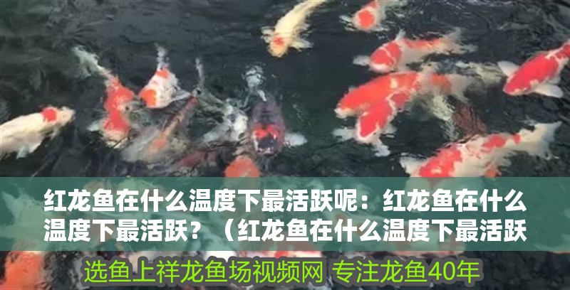 紅龍魚在什么溫度下最活躍呢：紅龍魚在什么溫度下最活躍？（紅龍魚在什么溫度下最活躍）