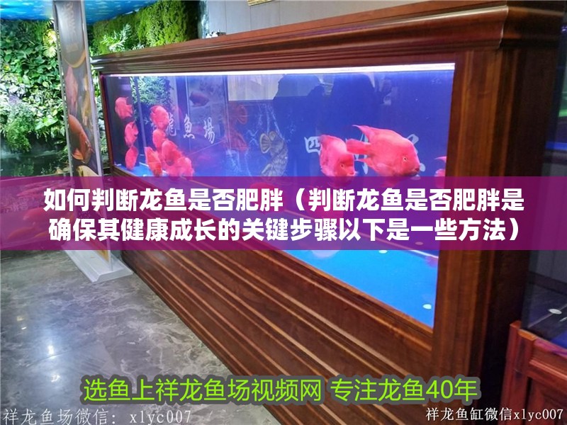 如何判斷龍魚是否肥胖（判斷龍魚是否肥胖是確保其健康成長的關鍵步驟以下是一些方法）