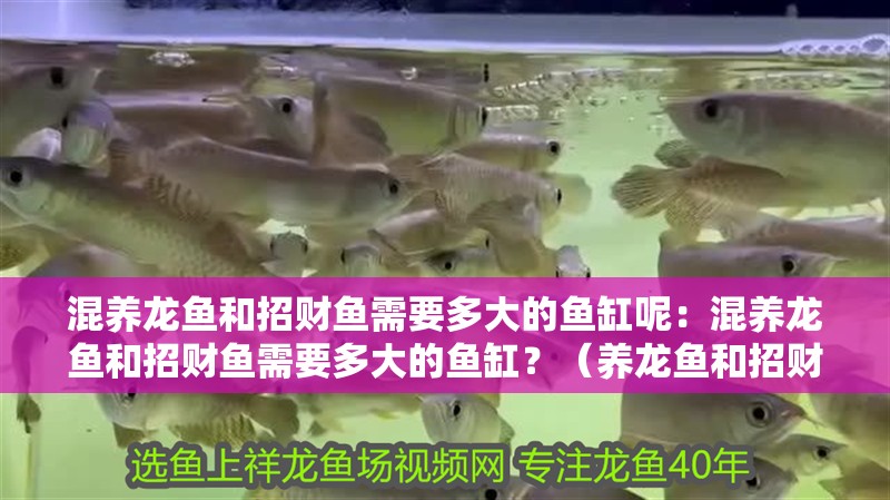 混養龍魚和招財魚需要多大的魚缸呢：混養龍魚和招財魚需要多大的魚缸？（養龍魚和招財魚的魚缸大小取決于多種因素）
