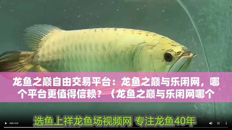 龍魚之巔自由交易平臺：龍魚之巔與樂閑網(wǎng)，哪個平臺更值得信賴？（龍魚之巔與樂閑網(wǎng)哪個平臺更值得信賴龍魚之巔和樂閑網(wǎng)）