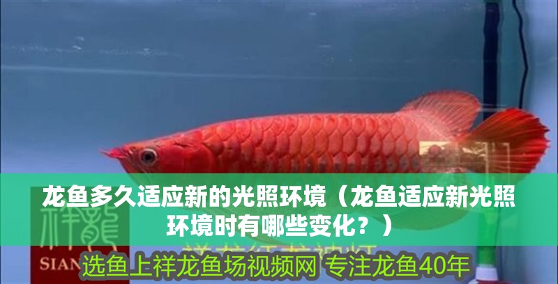 龍魚多久適應(yīng)新的光照環(huán)境（龍魚適應(yīng)新光照環(huán)境時(shí)有哪些變化？）