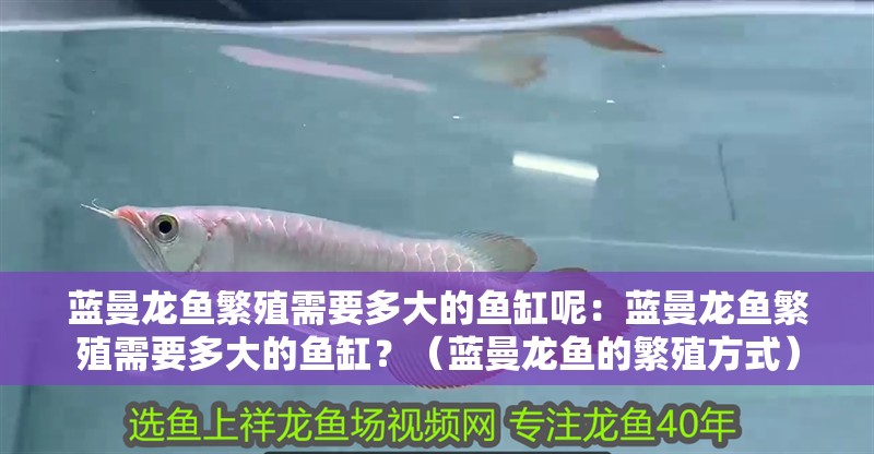 藍(lán)曼龍魚(yú)繁殖需要多大的魚(yú)缸呢：藍(lán)曼龍魚(yú)繁殖需要多大的魚(yú)缸？（藍(lán)曼龍魚(yú)的繁殖方式）