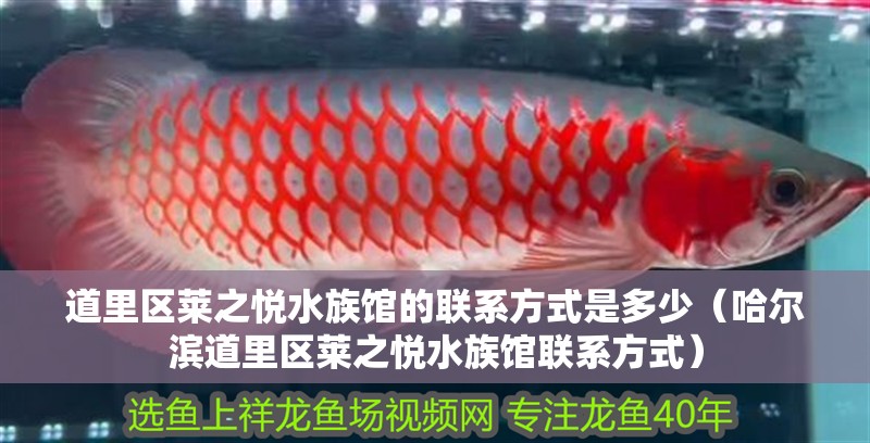 <strong><mark>道里</mark></strong>區萊之悅水族館的聯系方式是多少（哈爾濱<strong><mark>道里</mark></strong>區萊之悅水族館聯系方式）