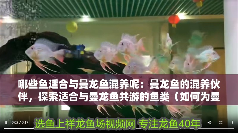 哪些魚適合與曼龍魚混養呢：曼龍魚的混養伙伴，探索適合與曼龍魚共游的魚類（如何為曼龍魚挑選合適的混養伙伴）