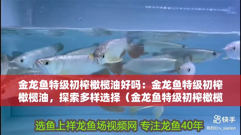 金龍魚特級初榨橄欖油好嗎：金龍魚特級初榨橄欖油，探索多樣選擇（金龍魚特級初榨橄欖油）