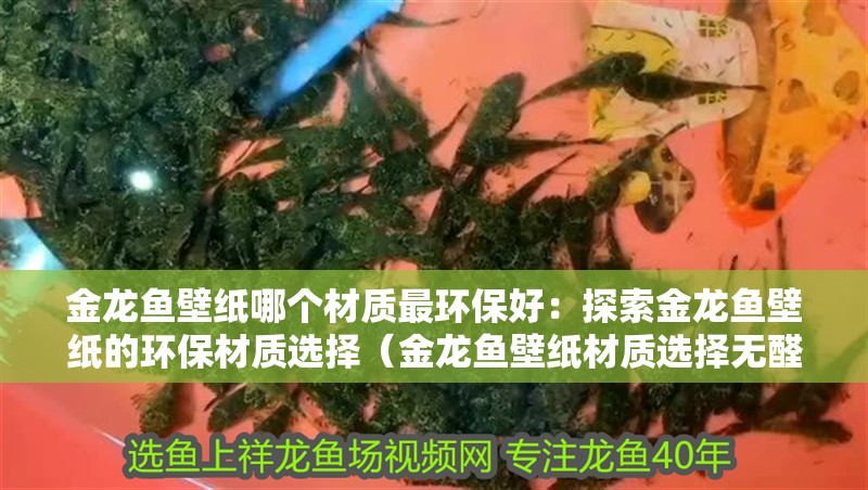 金龍魚壁紙哪個材質(zhì)最環(huán)保好：探索金龍魚壁紙的環(huán)保材質(zhì)選擇（金龍魚壁紙材質(zhì)選擇無醛糯米紙壁紙的材質(zhì)是什么材質(zhì)）