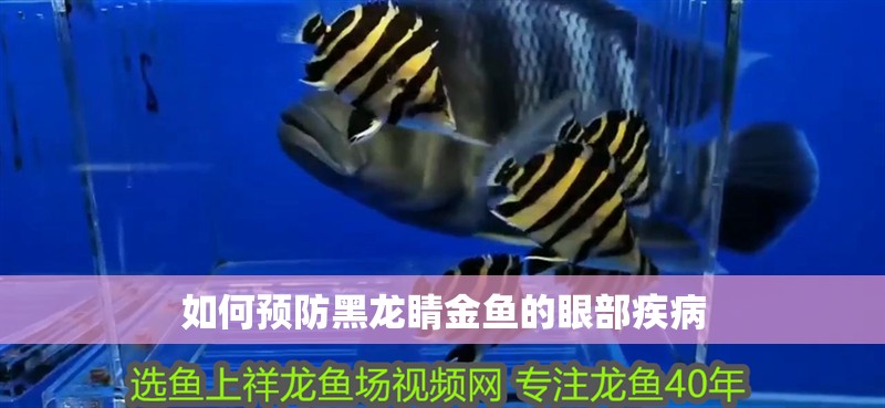 如何預(yù)防黑龍睛金魚的眼部疾病