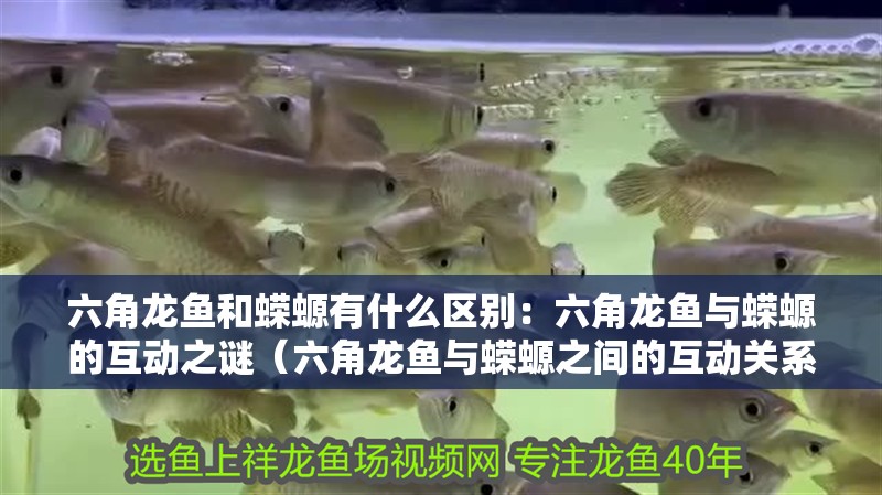 六角龍魚和蠑螈有什么區別：六角龍魚與蠑螈的互動之謎（六角龍魚與蠑螈之間的互動關系）
