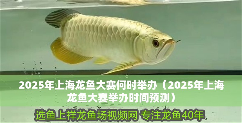 2025年上海龍魚大賽何時舉辦（2025年上海龍魚大賽舉辦時間預測）
