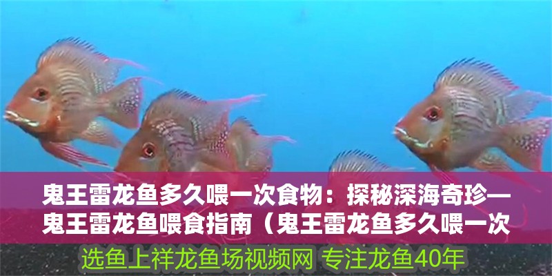 鬼王雷龍魚多久喂一次食物：探秘深海奇珍—鬼王雷龍魚喂食指南（鬼王雷龍魚多久喂一次）