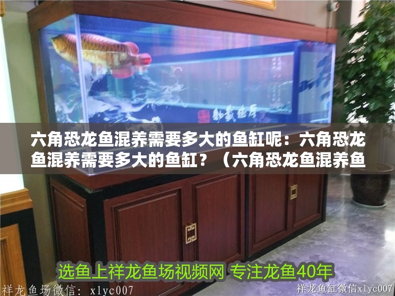 六角恐龍魚混養(yǎng)需要多大的魚缸呢：六角恐龍魚混養(yǎng)需要多大的魚缸？（六角恐龍魚混養(yǎng)魚缸大小至關(guān)重要因素，混養(yǎng)魚缸大小至關(guān)重要）