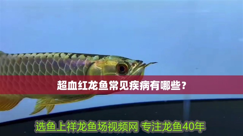 超血紅龍魚常見疾病有哪些？