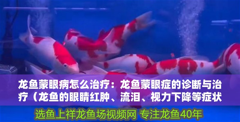 龍魚蒙眼病怎么治療：龍魚蒙眼癥的診斷與治療（龍魚的眼睛紅腫、流淚、視力下降等癥狀）