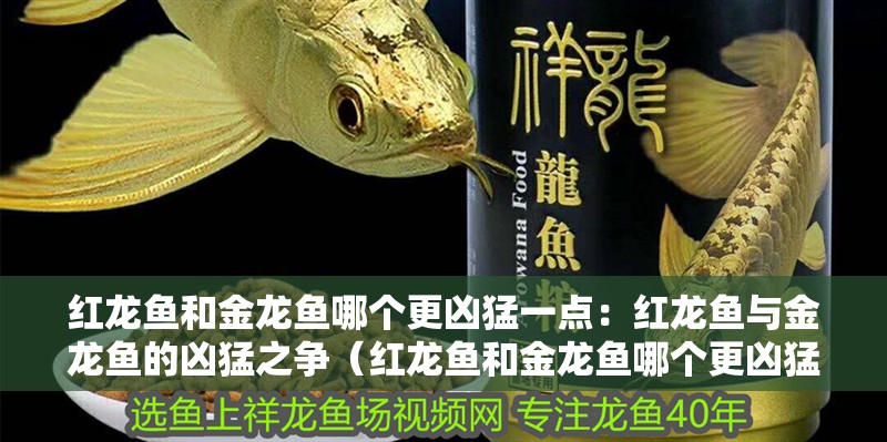 紅龍魚和金龍魚哪個更兇猛一點：紅龍魚與金龍魚的兇猛之爭（紅龍魚和金龍魚哪個更兇猛呢？）