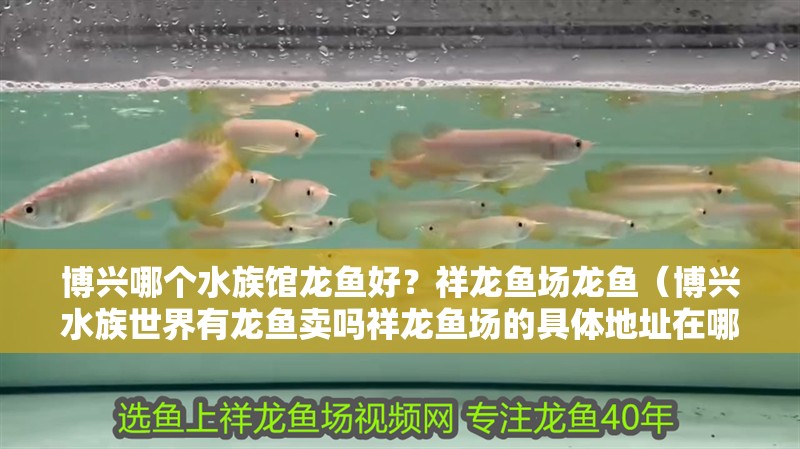 博興哪個(gè)水族館龍魚好？祥龍魚場龍魚（博興水族世界有龍魚賣嗎祥龍魚場的具體地址在哪里）