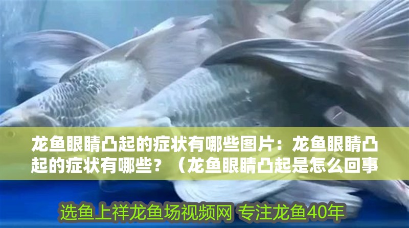 龍魚眼睛凸起的癥狀有哪些圖片：龍魚眼睛凸起的癥狀有哪些？（龍魚眼睛凸起是怎么回事）