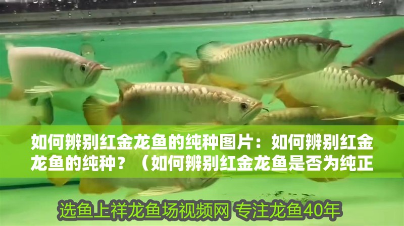 如何辨別紅金龍魚的純種圖片：如何辨別紅金龍魚的純種？（如何辨別紅金龍魚是否為純正的紅金龍魚的純種狀態(tài)）