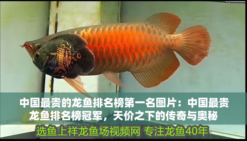 中國最貴的龍魚排名榜第一名圖片：中國最貴龍魚排名榜冠軍，天價之下的傳奇與奧秘