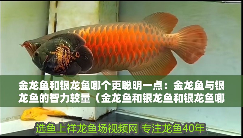金龍魚(yú)和銀龍魚(yú)哪個(gè)更聰明一點(diǎn)：金龍魚(yú)與銀龍魚(yú)的智力較量（金龍魚(yú)和銀龍魚(yú)和銀龍魚(yú)哪個(gè)更聰明）