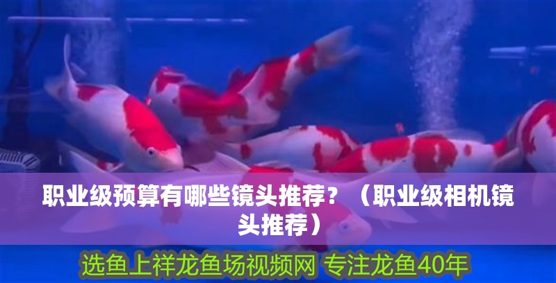 職業級預算有哪些鏡頭推薦？（職業級相機鏡頭推薦）