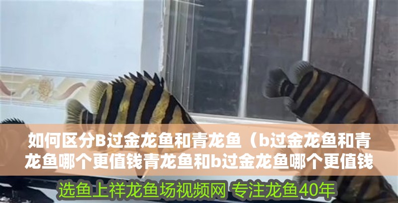 如何區分B過金龍魚和青龍魚（b過金龍魚和青龍魚哪個更值錢青龍魚和b過金龍魚哪個更值錢）