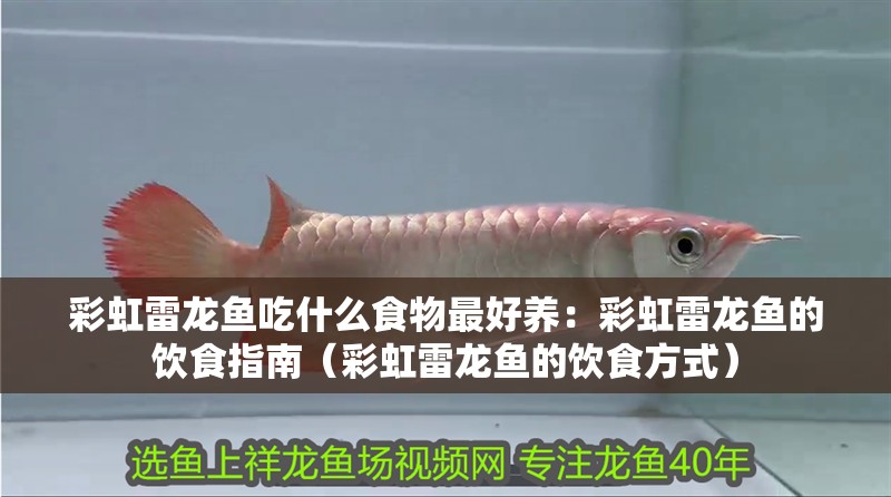 彩虹雷龍魚吃什么食物最好養：彩虹雷龍魚的飲食指南（彩虹雷龍魚的飲食方式）