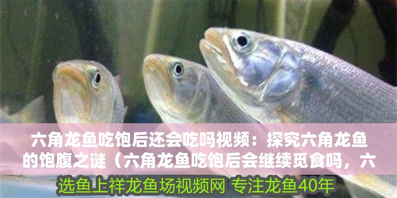 六角龍魚吃飽后還會吃嗎視頻：探究六角龍魚的飽腹之謎（六角龍魚吃飽后會繼續覓食嗎，六角龍魚會繼續覓食嗎）