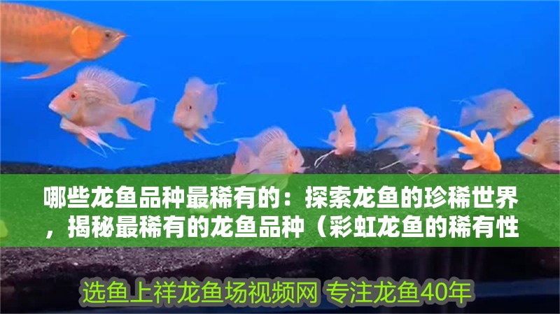 哪些龍魚品種最稀有的：探索龍魚的珍稀世界，揭秘最稀有的龍魚品種（彩虹龍魚的稀有性在于其稀有性在于其對光照條件下才能健康生長）