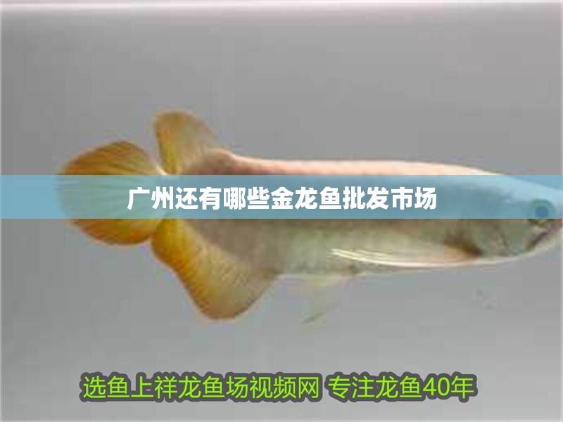 廣州還有哪些金龍魚批發市場