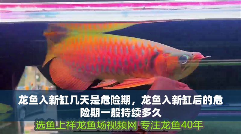 龍魚入新缸幾天是危險(xiǎn)期，龍魚入新缸后的危險(xiǎn)期一般持續(xù)多久