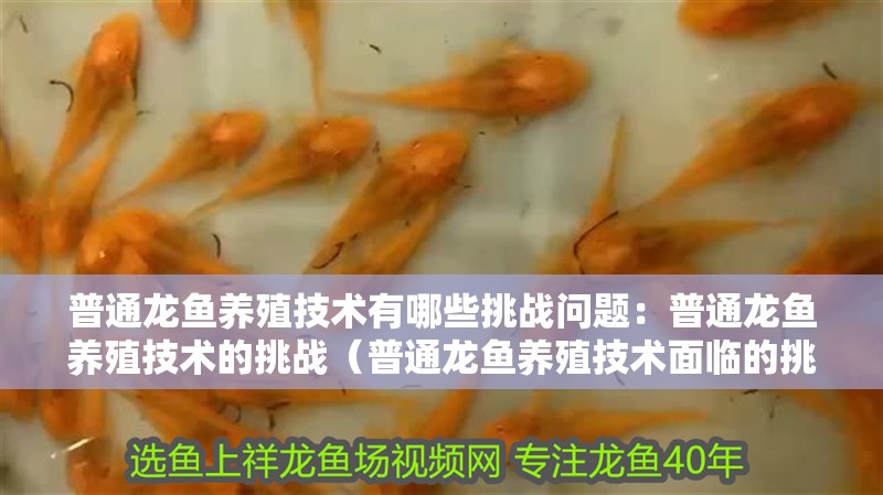 普通龍魚養殖技術有哪些挑戰問題：普通龍魚養殖技術的挑戰（普通龍魚養殖技術面臨的挑戰）