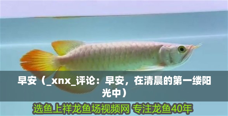 早安（_xnx_評論：早安，在清晨的第一縷陽光中）