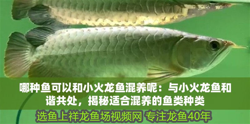 哪種魚可以和小火龍魚混養呢：與小火龍魚和諧共處，揭秘適合混養的魚類種類