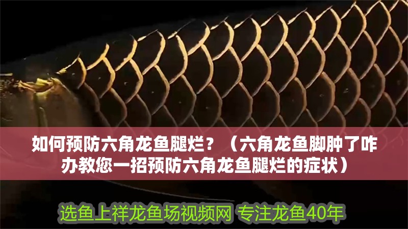 如何預(yù)防六角龍魚腿爛？（六角龍魚腳腫了咋辦教您一招預(yù)防六角龍魚腿爛的癥狀）