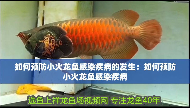 如何預防小火龍魚感染疾病的發生：如何預防小火龍魚感染疾病