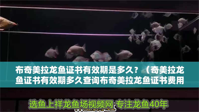 布奇美拉龍魚證書有效期是多久？（奇美拉龍魚證書有效期多久查詢布奇美拉龍魚證書費用是多少）