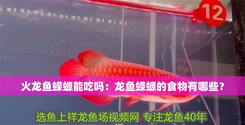 火龍魚蠑螈能吃嗎：龍魚蠑螈的食物有哪些？